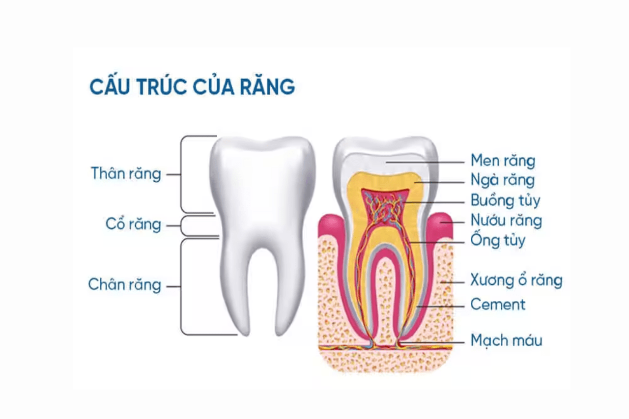 Cấu tạo răng người theo chiều ngang